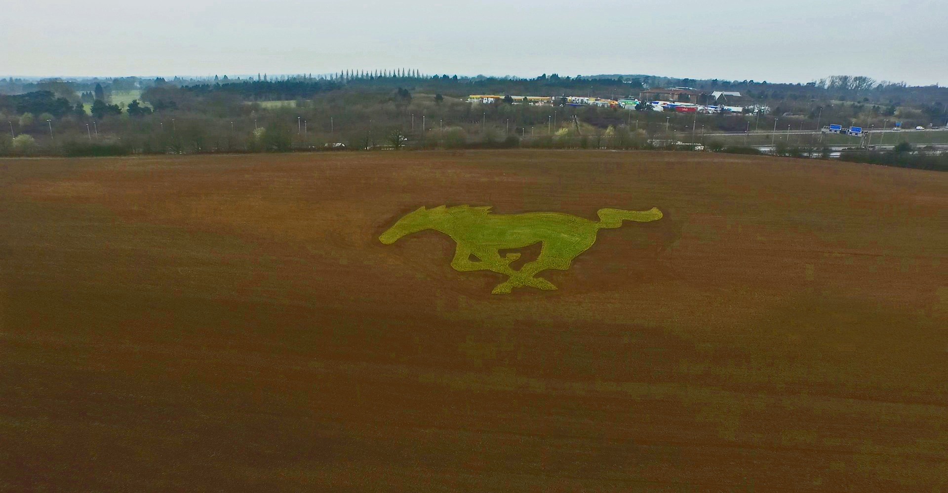 Ford Mustang In Farmer’s Field