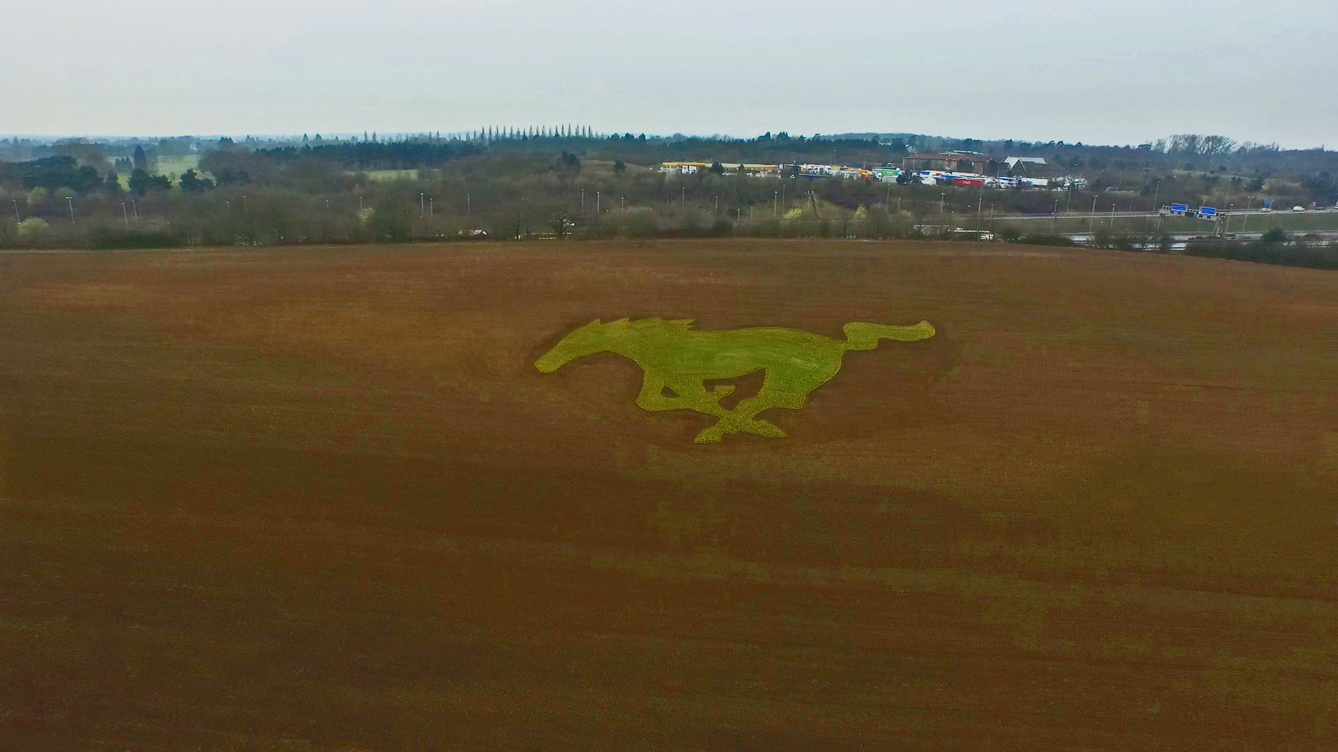 Ford Mustang In Farmer’s Field