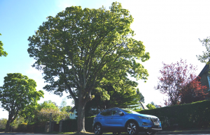 Nissan Qashqai Undisputed Leader For 181 Sales