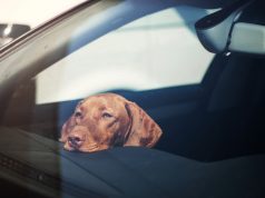 Keep Animals Safe On The Road This Summer