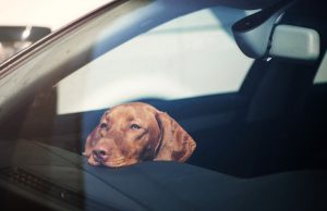 Keep Animals Safe On The Road This Summer