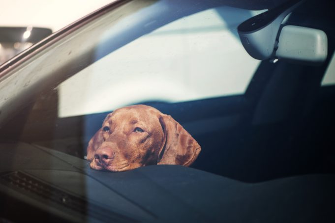 Keep Animals Safe On The Road This Summer